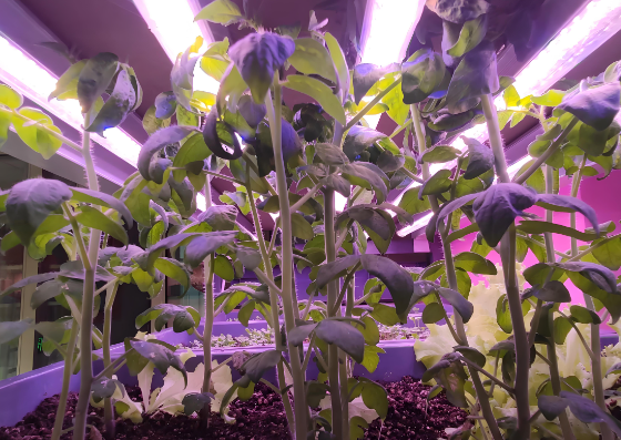 植物生長(zhǎng)燈管效果圖.png