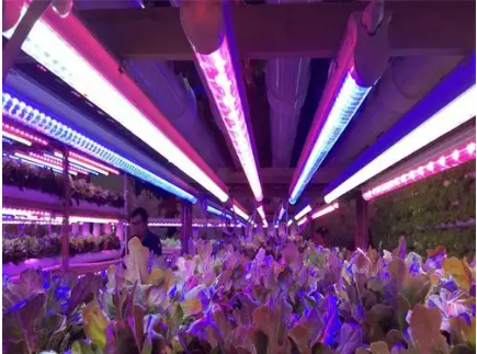 植物生長燈管.png